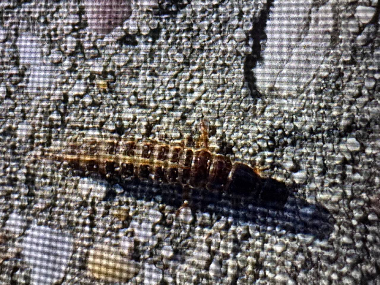 Over het fietspad kroop geen gewone larve (foto: Fons Metsaars).