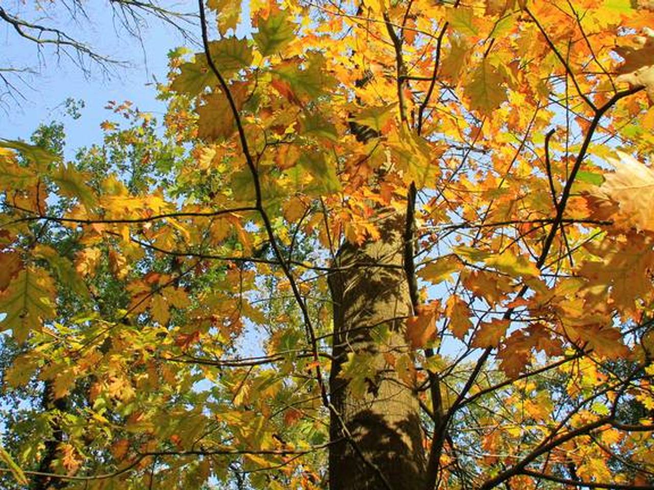 Later deze week laat de zon zich misschien nog zien (foto: Martha Kivits).