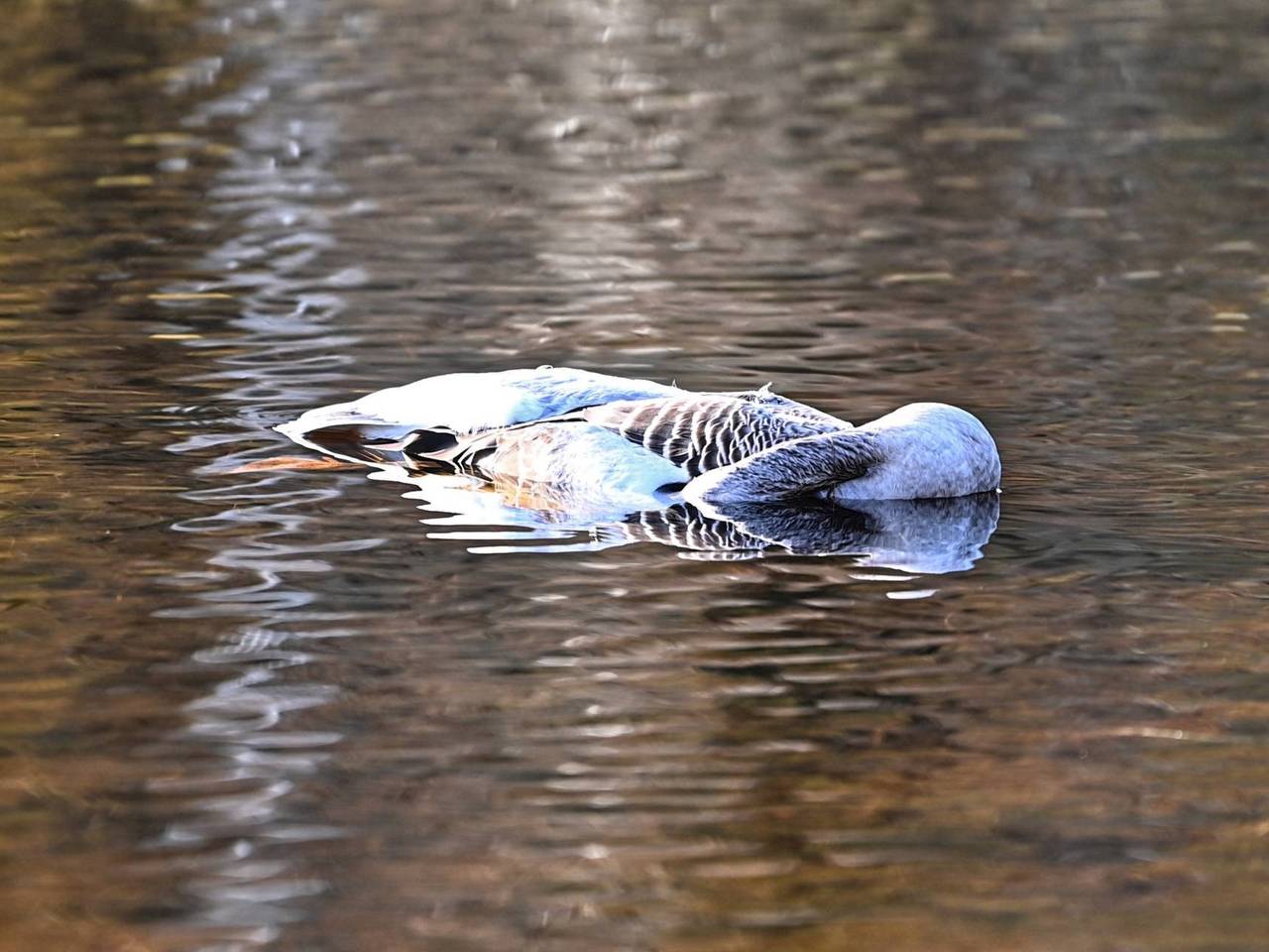 Vals alarm: 'verdacht object' blijkt dode gans