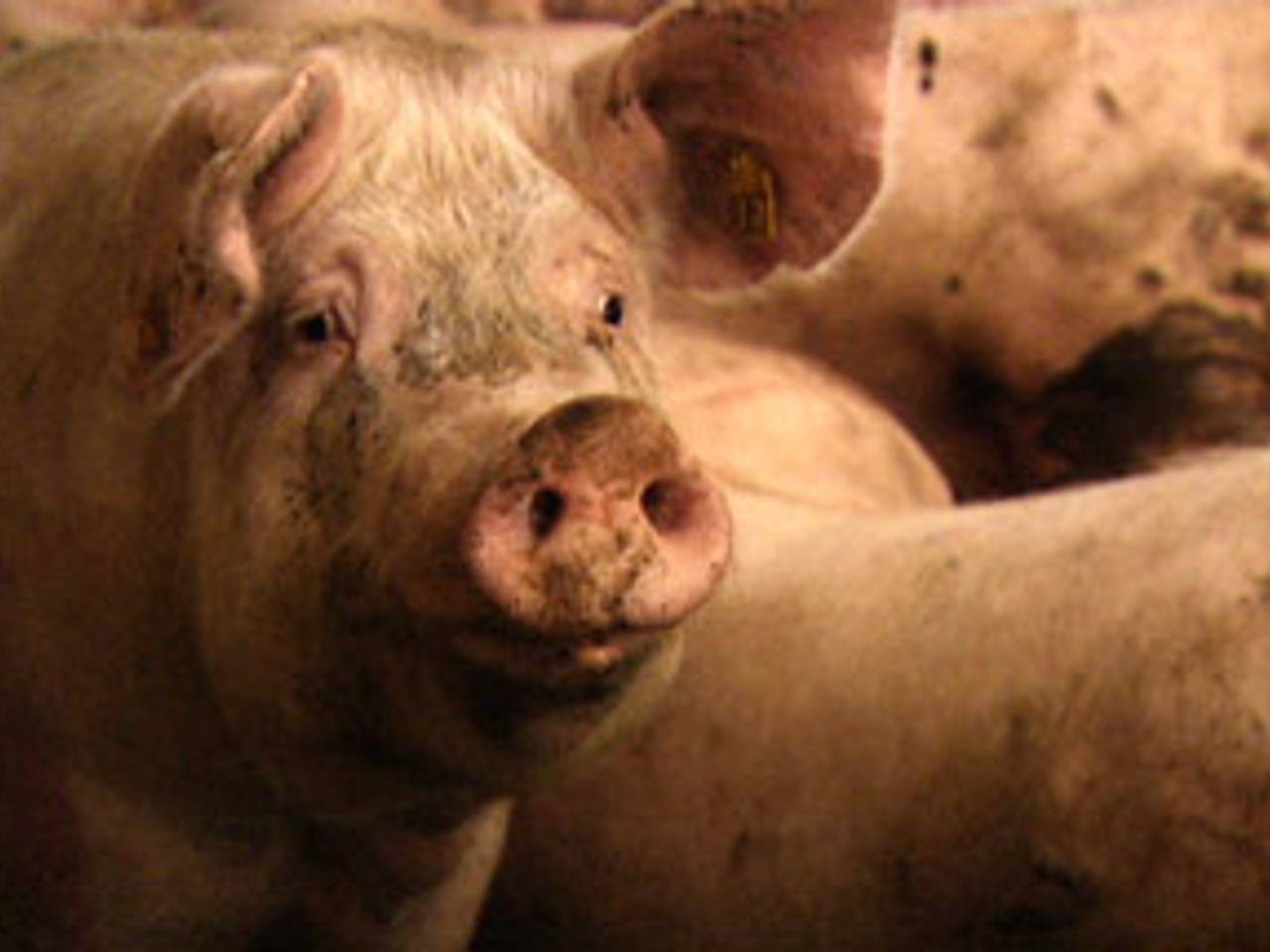 Brabantse stallen moeten in 2022 milieuvriendelijk zijn