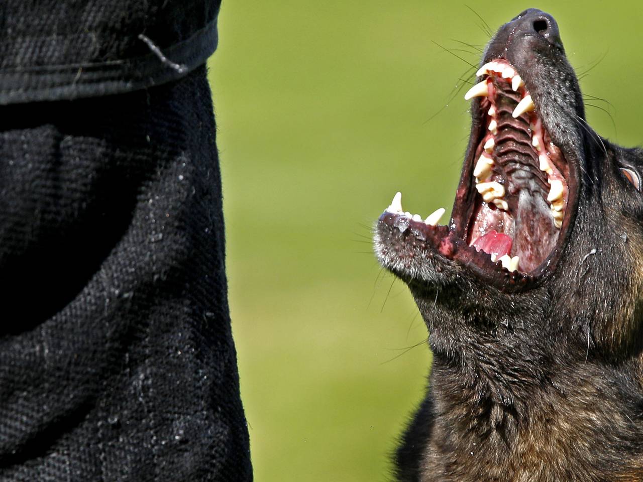 Hopelijk zet 'ie zijn tanden niet in het touw