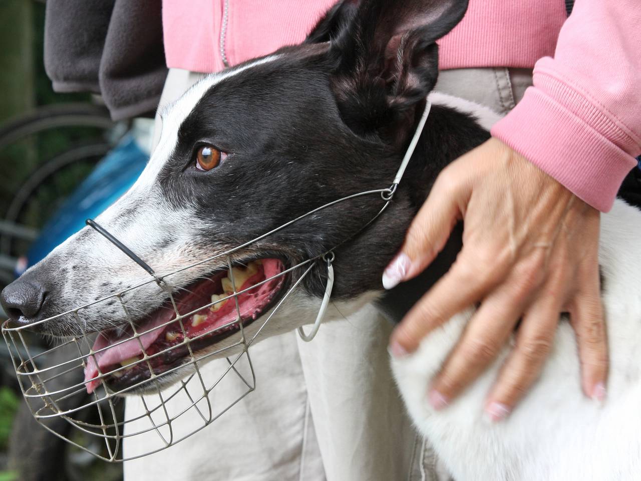 De honden zijn naar een opvanglocatie gebracht. Archieffoto.