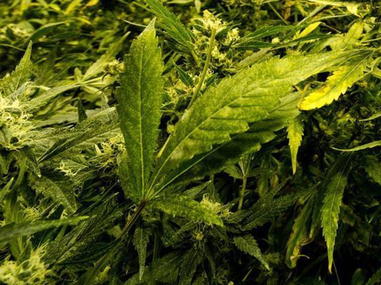 PvdA wil een referendum over de gereguleerde wietteelt