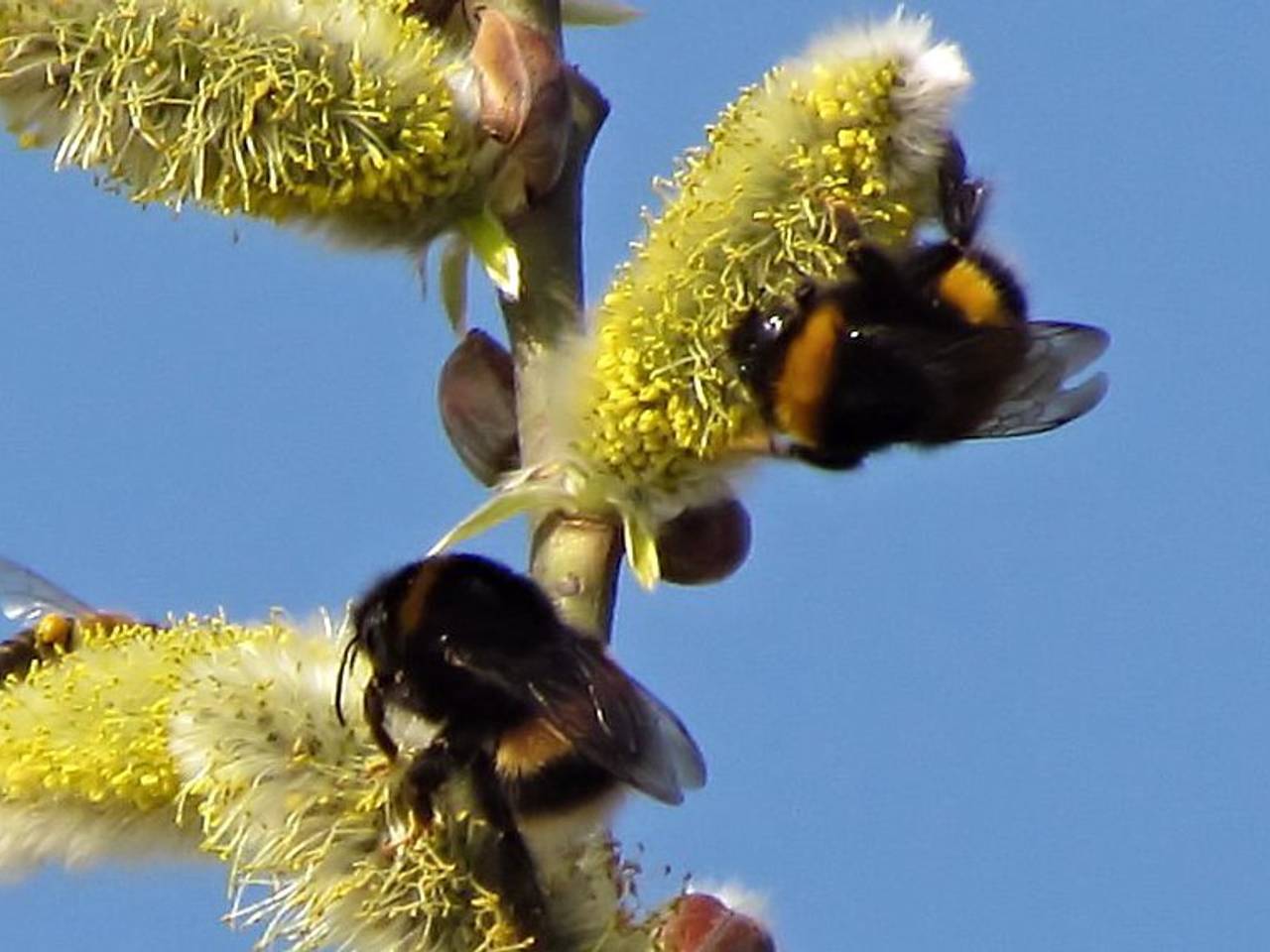 Omroep Brabant