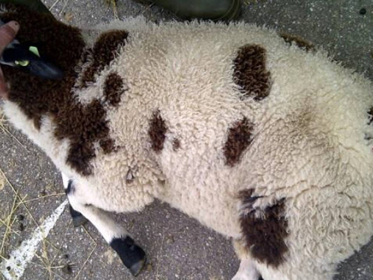 Omroep Brabant