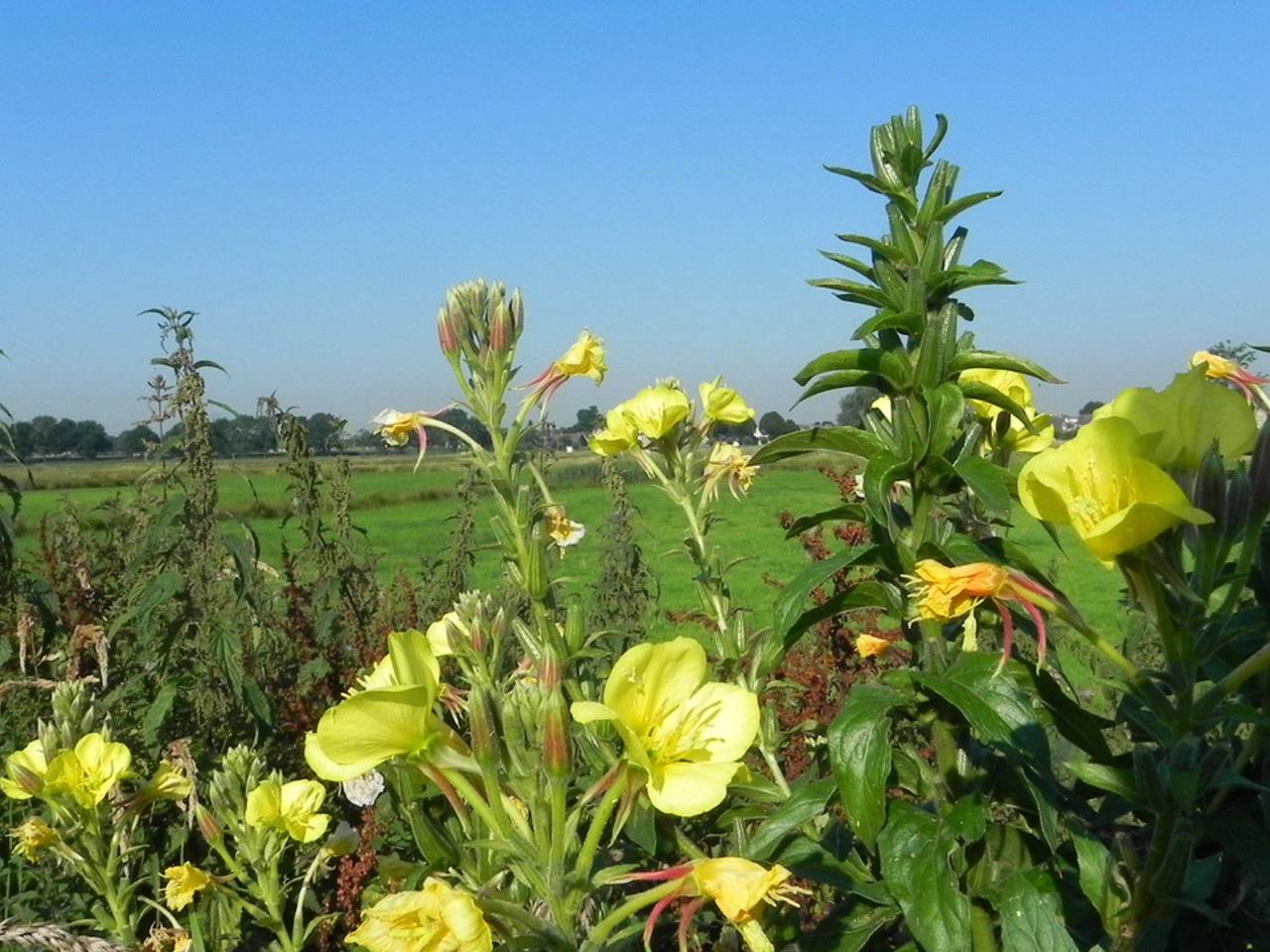 Omroep Brabant