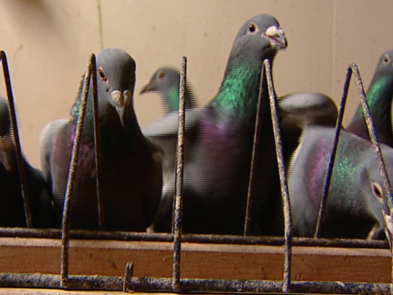 Honderden duiven dood door brand