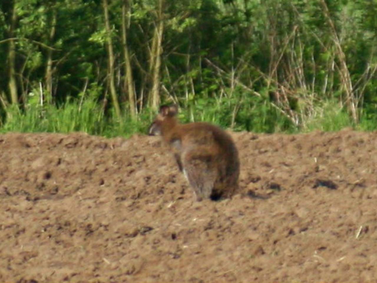Omroep Brabant