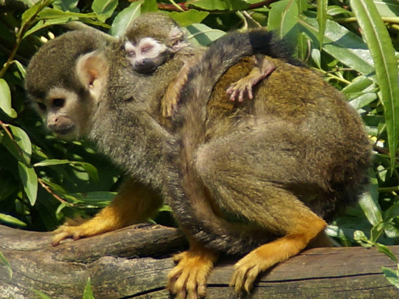 Foto ter illustratie.