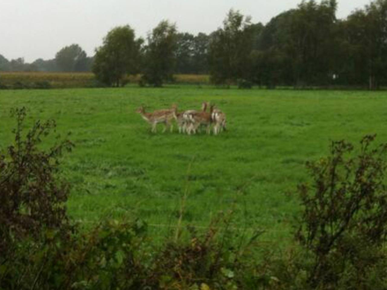 Theo Verhagen over verdwenen herten: 'Herten die hun jongen achterlaten? Nooit!