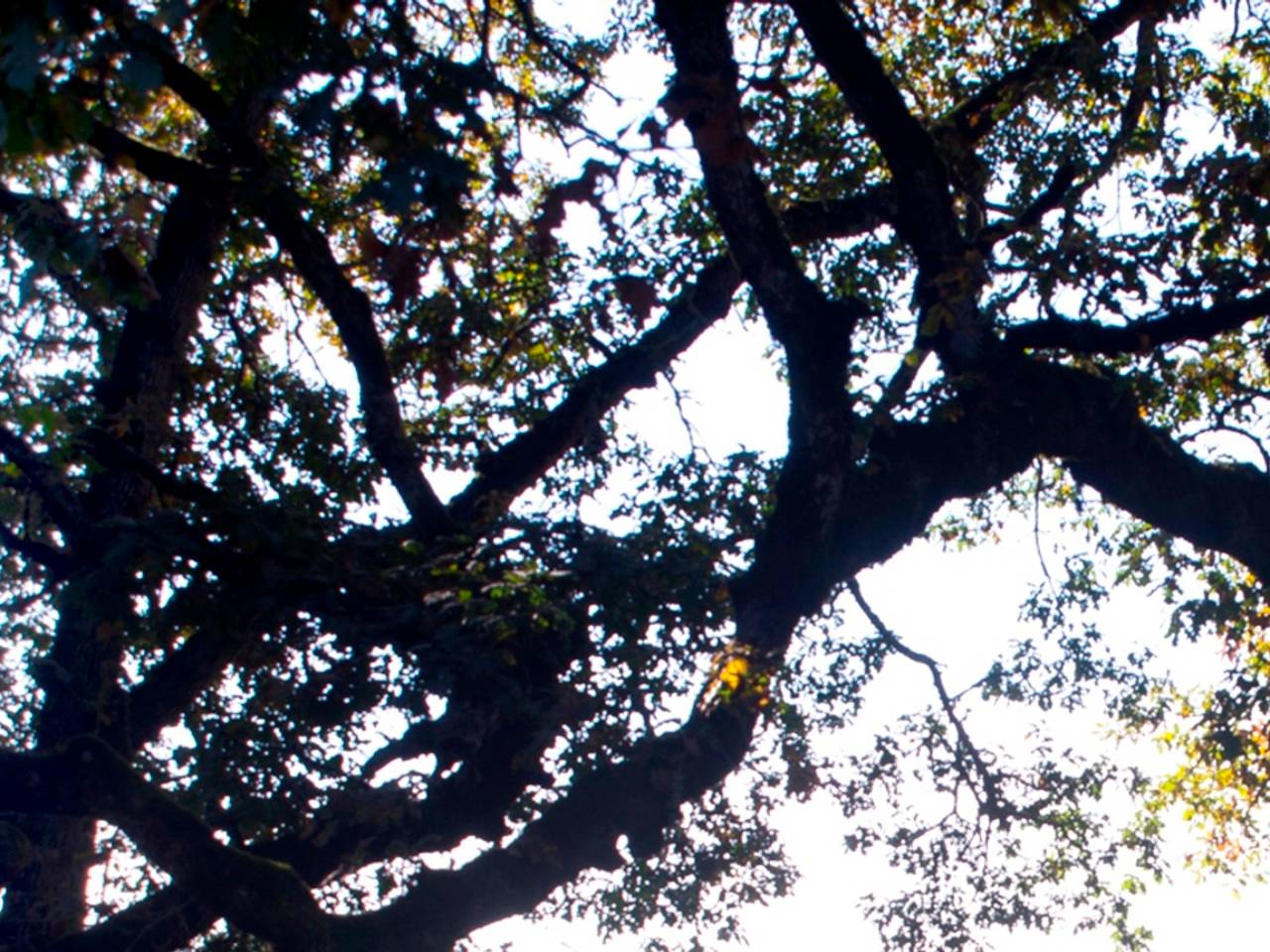 Zedenmisdrijf in park.