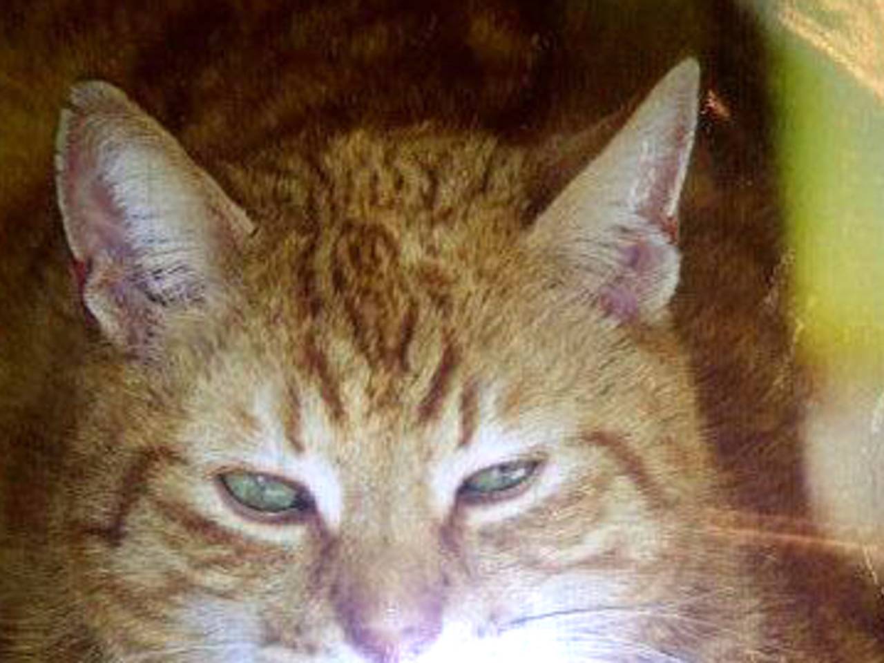 Dierenbeul schiet met buks op kat