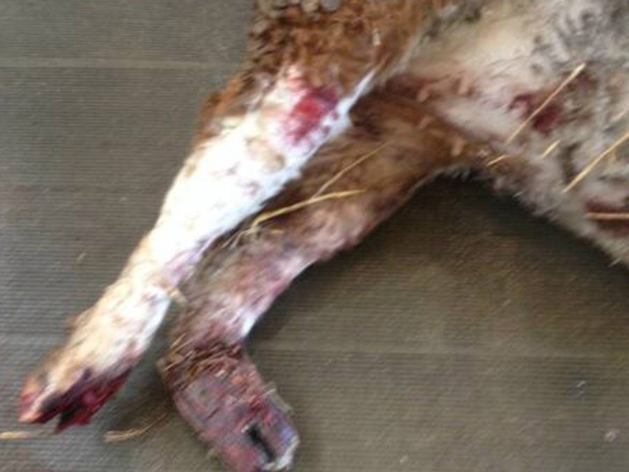 Foto: Dierenpolitie (Twitter)