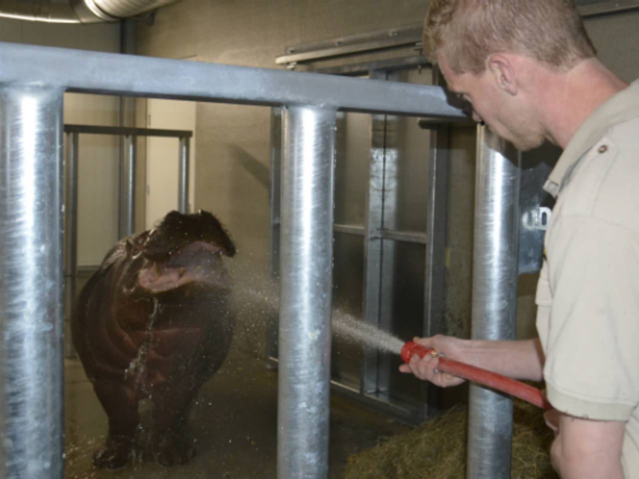 Vier nieuwe nijlpaarden voor safaripark Beekse Bergen in Hilvarenbeek