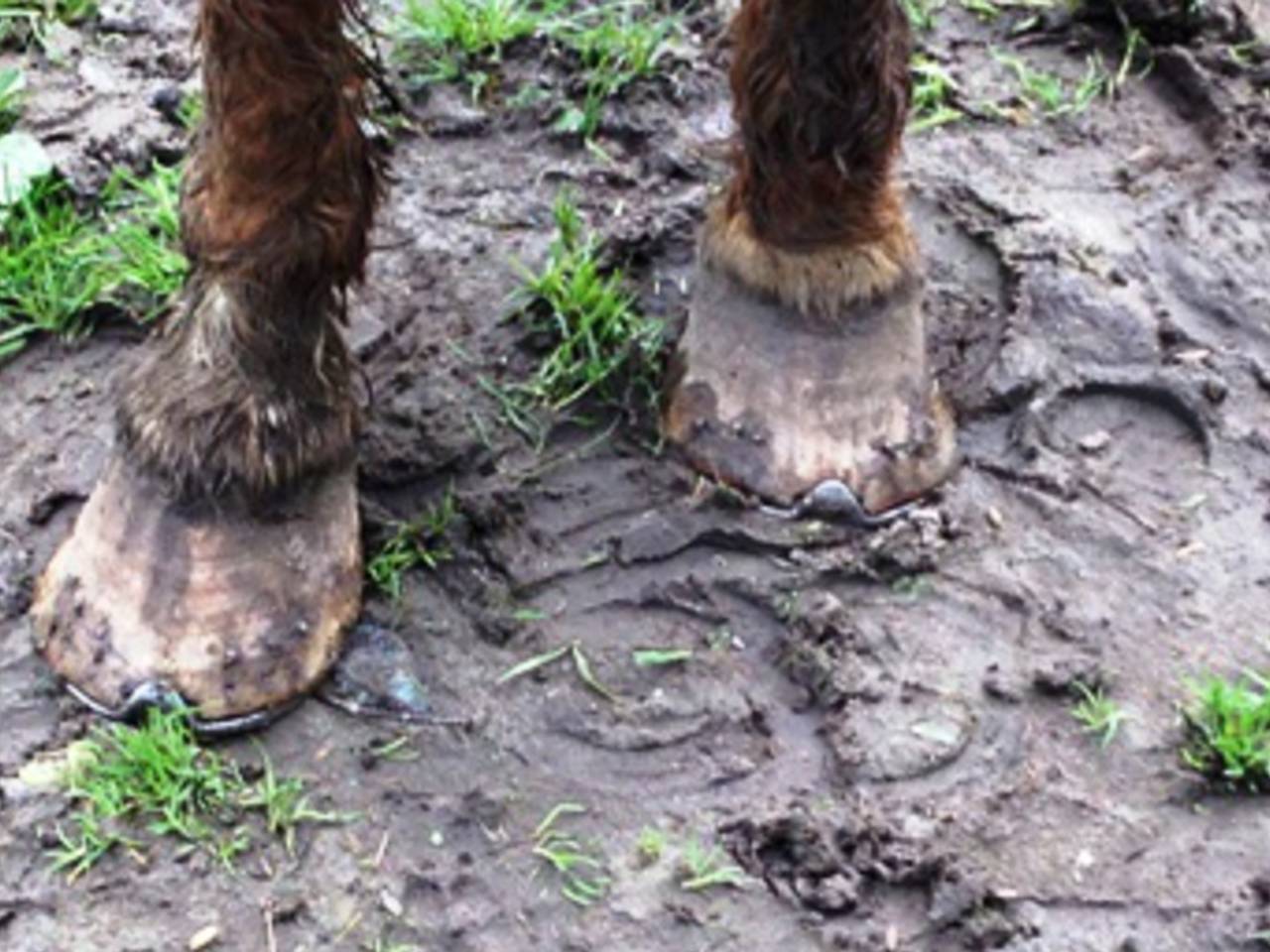 Omroep Brabant