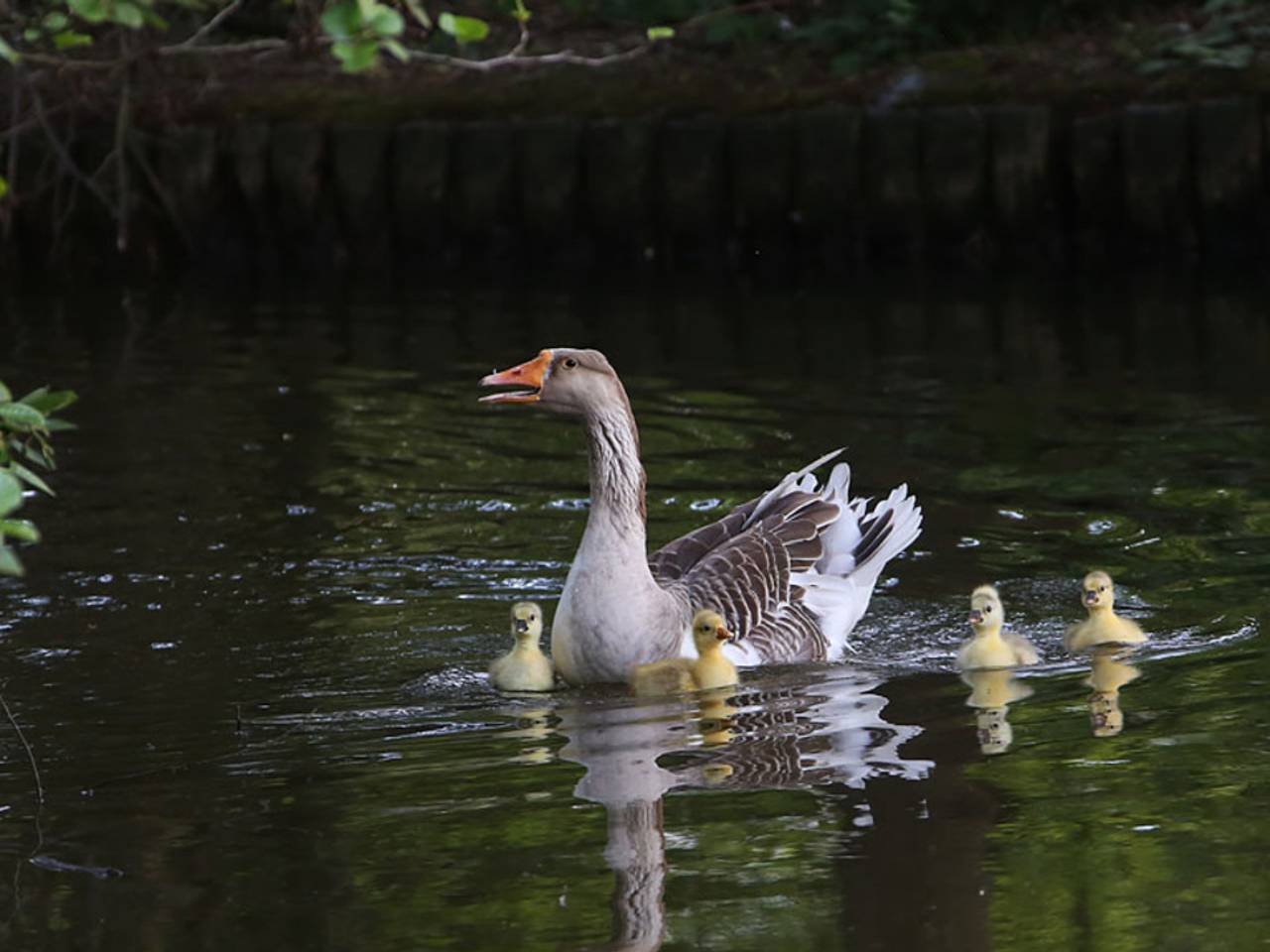 Omroep Brabant