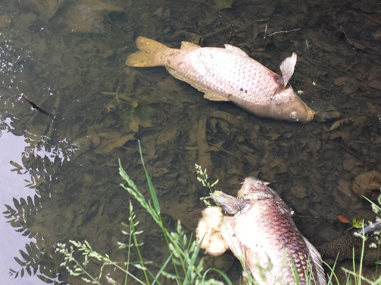 Dode vissen en eenden in vijver Stokhasseltlaan Tilburg