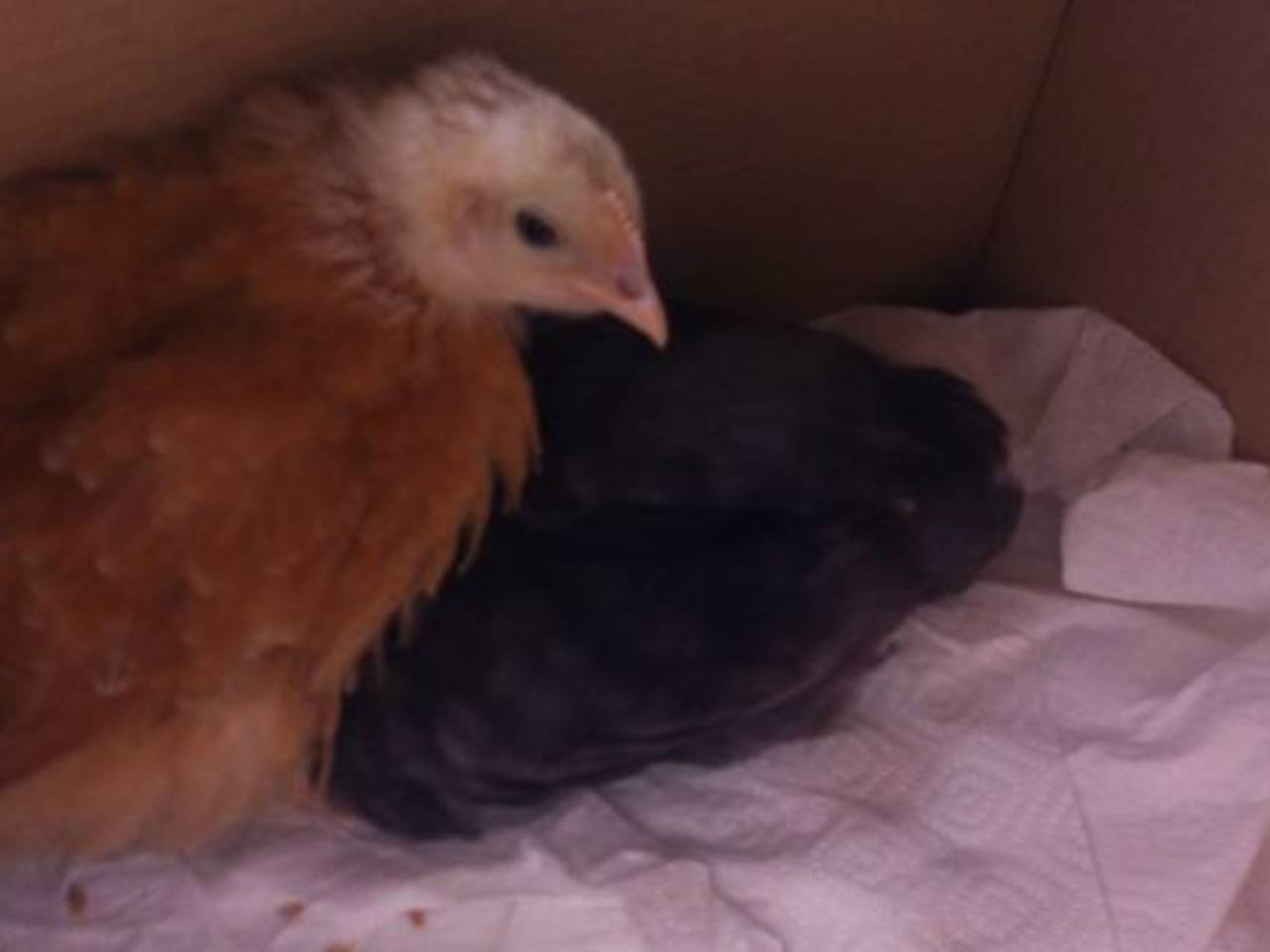 Twee kuikens in een van de dozen. (foto: Fleur Finders)