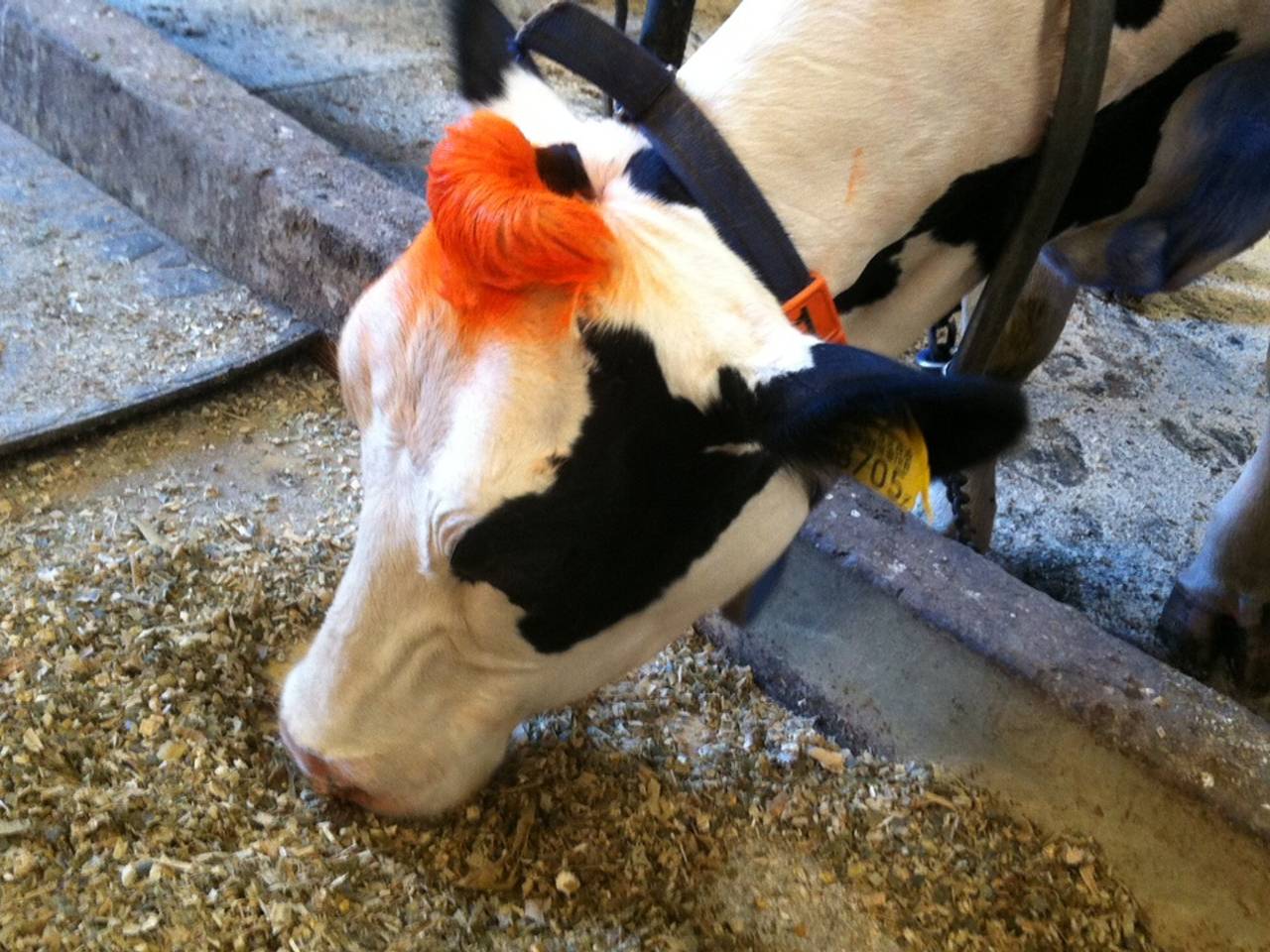 Omroep Brabant