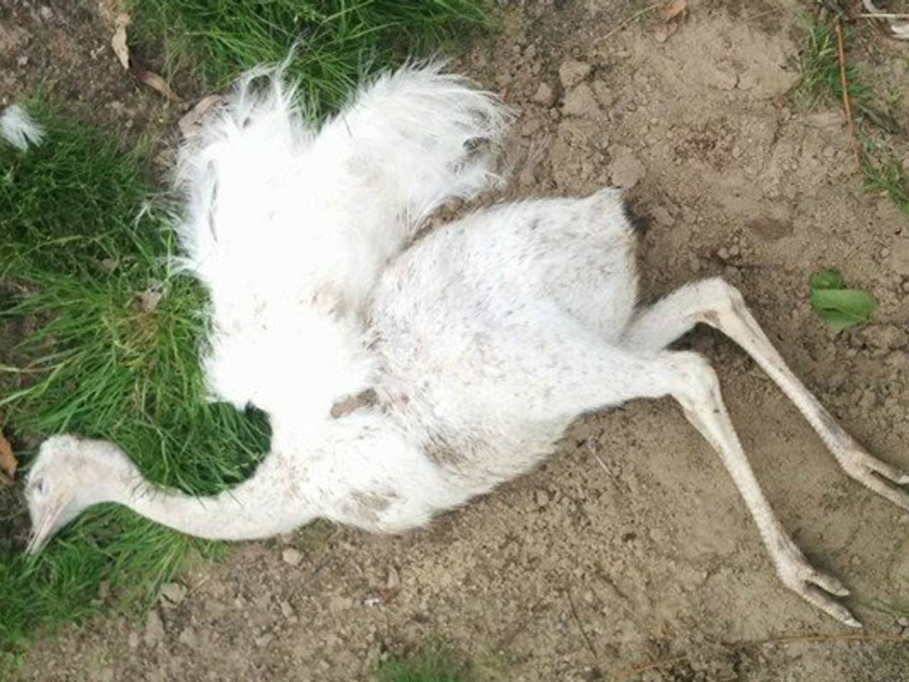 Beloning voor tip die leidt naar dierenbeul die Nandoekuikens doodschoot