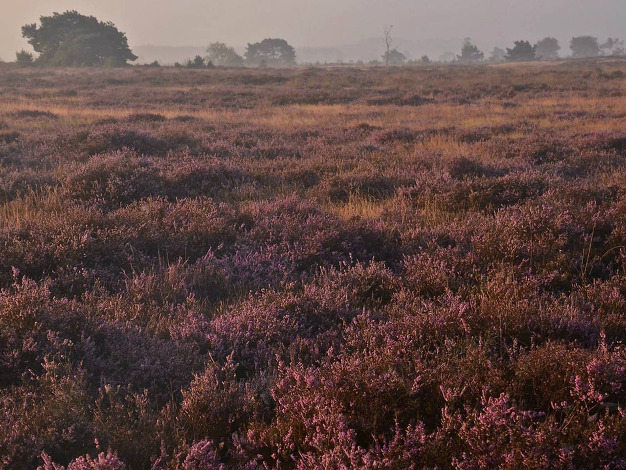 Omroep Brabant
