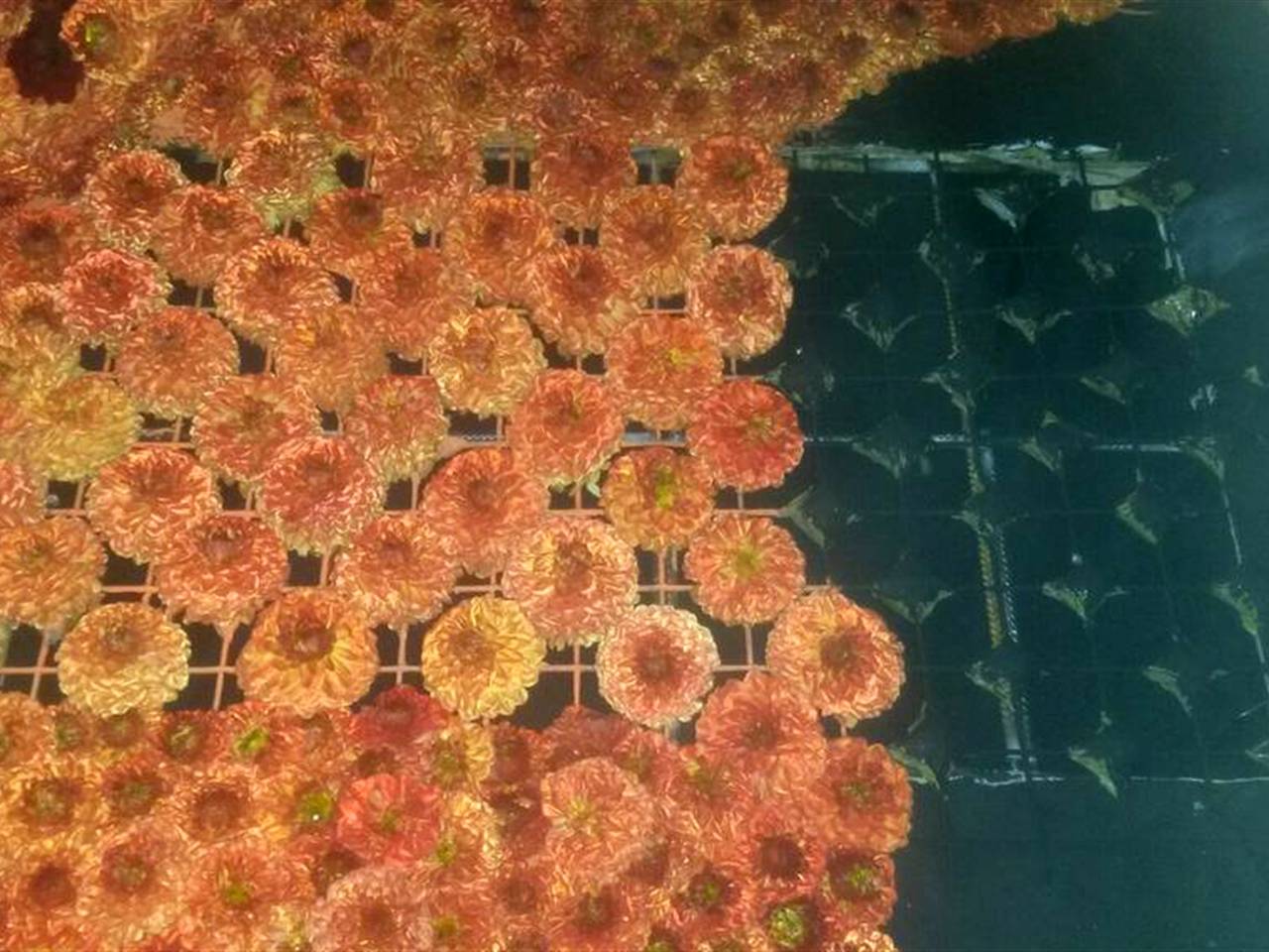 Corsowagen Crescendo Valkenswaard herrijst uit de as na verwoestende brand