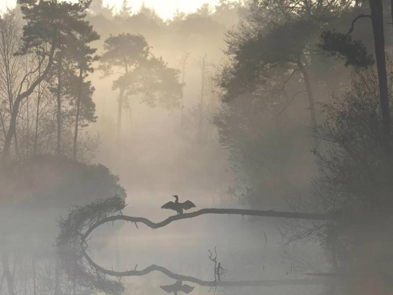 De winnende foto, gemaakt door Bas van Laarhoven