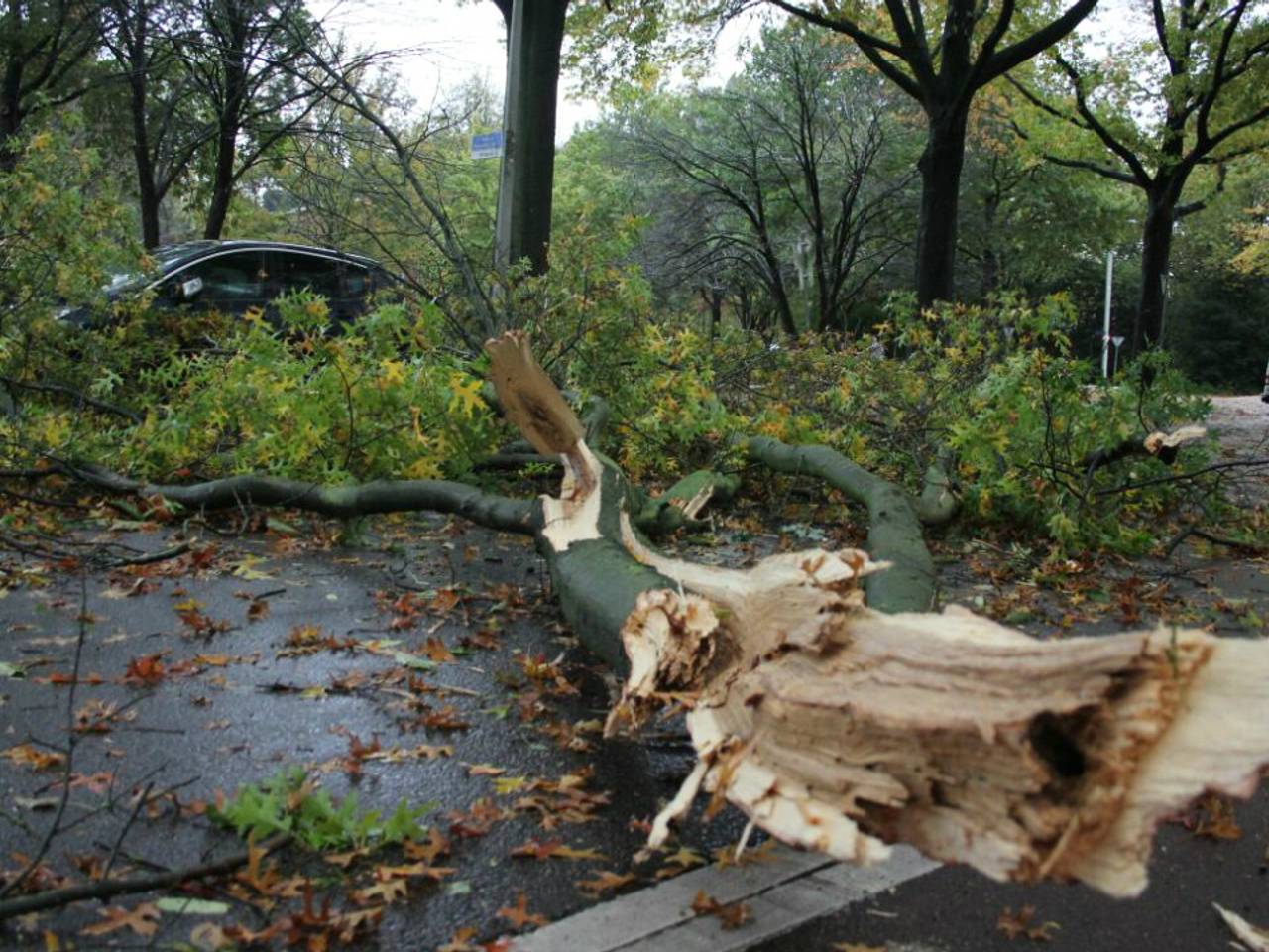 Bomen omgewaaid in Tilburg. (foto: Koen Wouters/Stuve Fotografie)