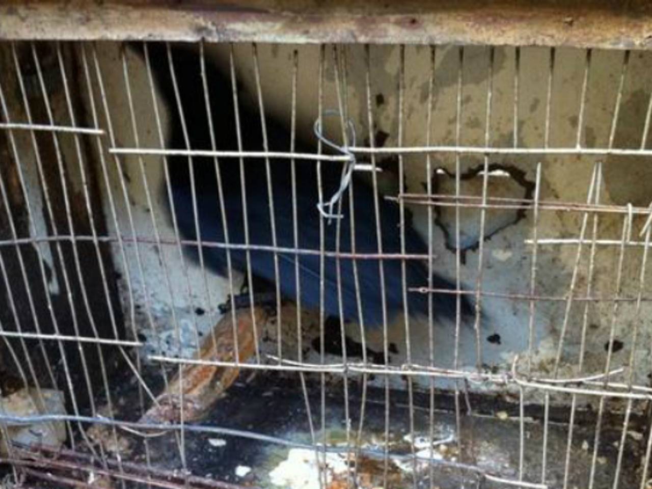 Twitpic: dierenpolitie Oost-Brabant