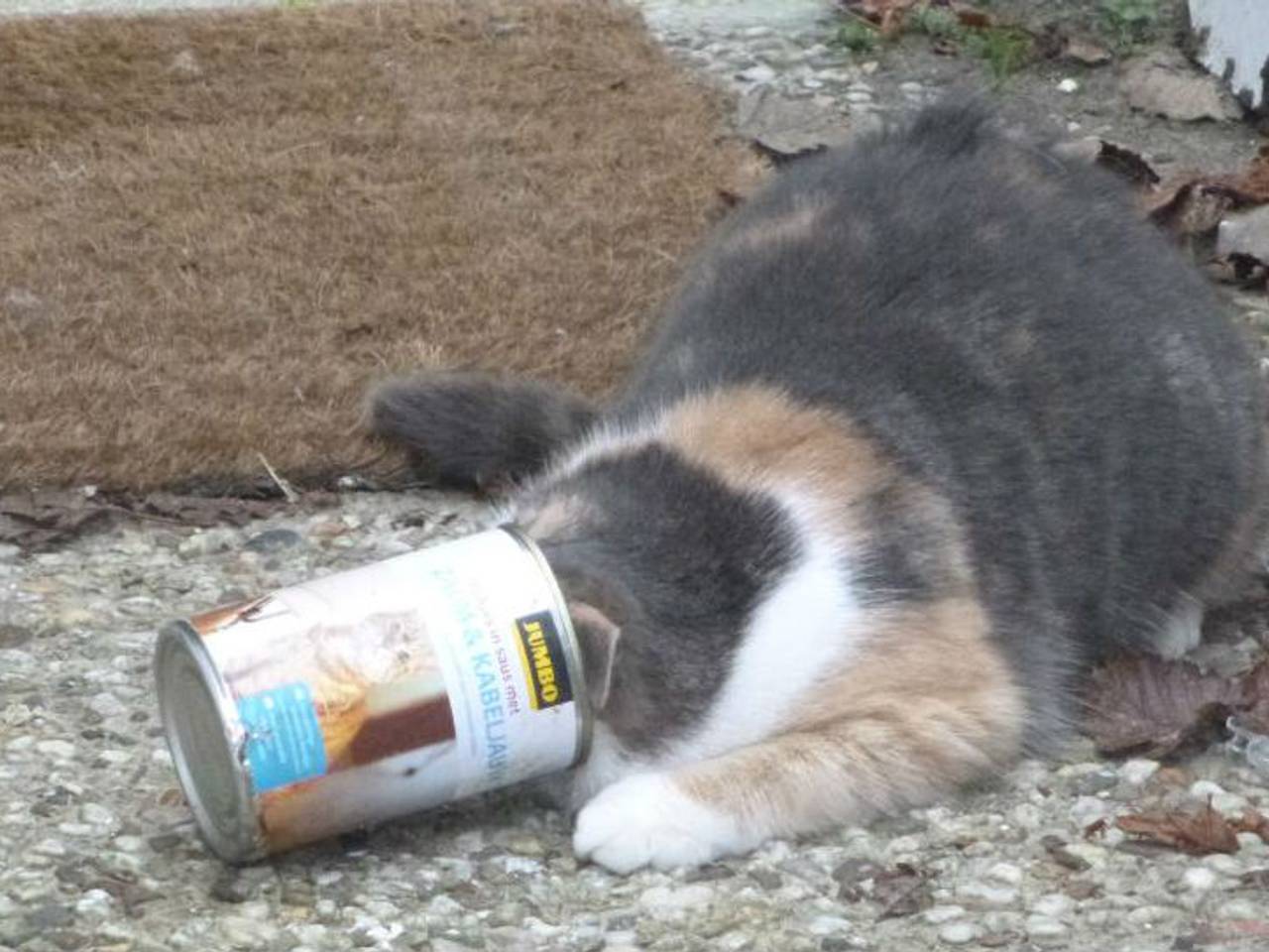 Foto: Dierenbescherming 