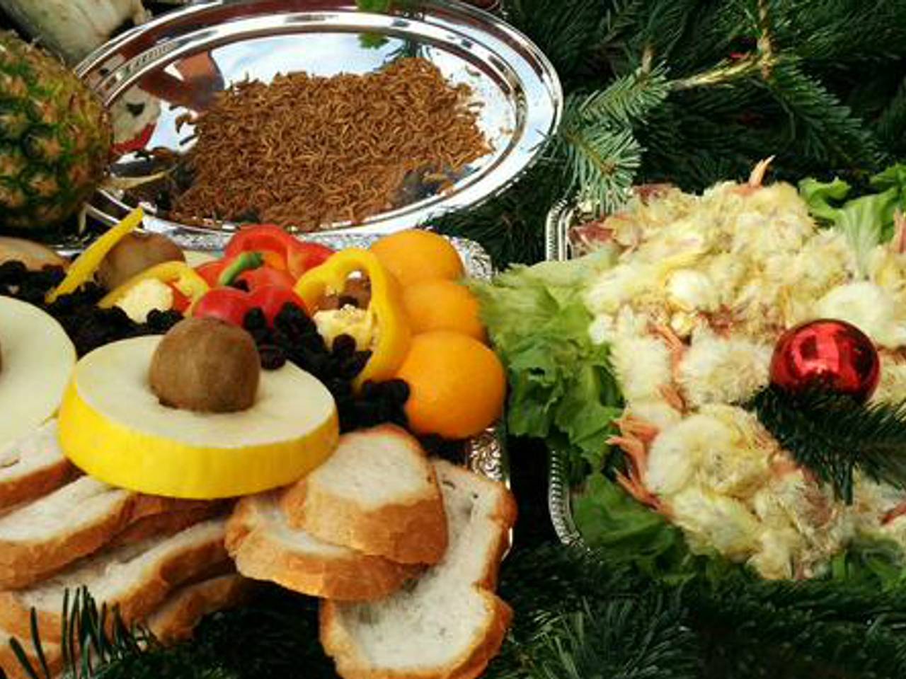 Feestelijk kerstmaal voor dieren in Dierenrijk Nuenen: kuikentjes voor de ooievaars, ijsblokken voor de ijsberen