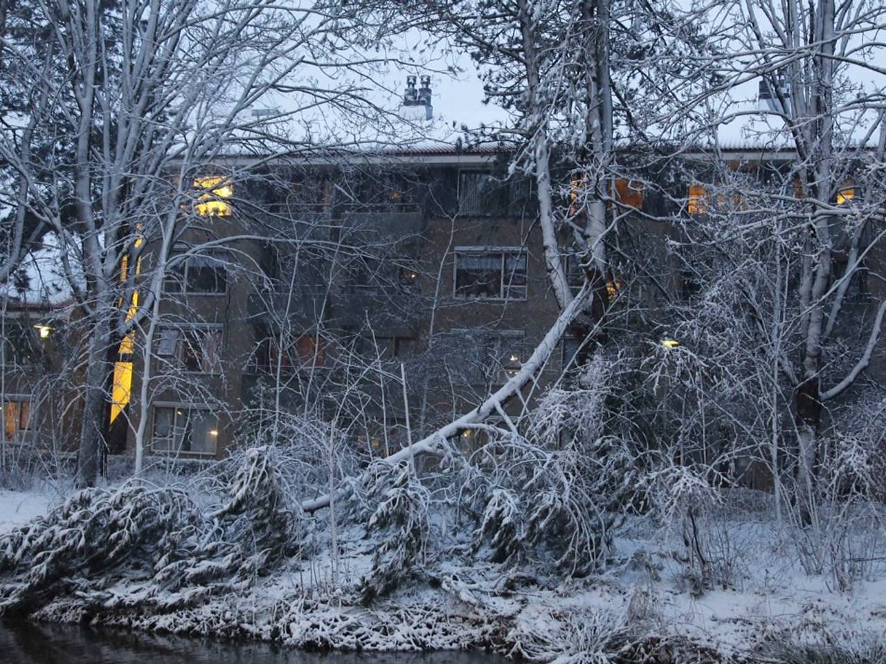 Door het gewicht breken takken van bomen af (Foto: Marcel van Dorst/SQ Vision)