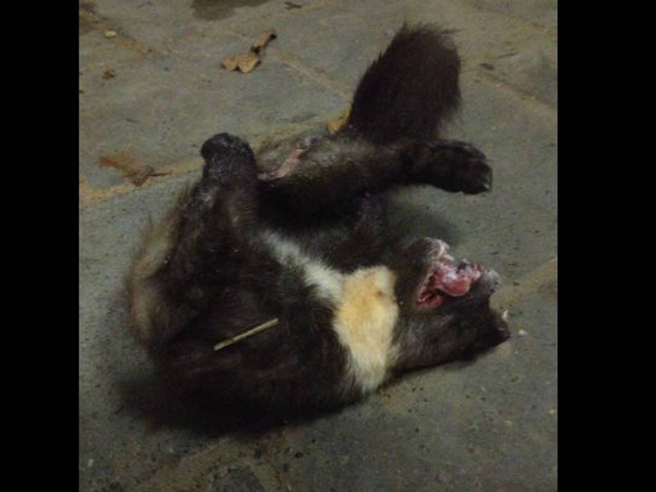 De boommarter die deze week werd doodgereden in Halsteren. (foto: Erik de Jonge)