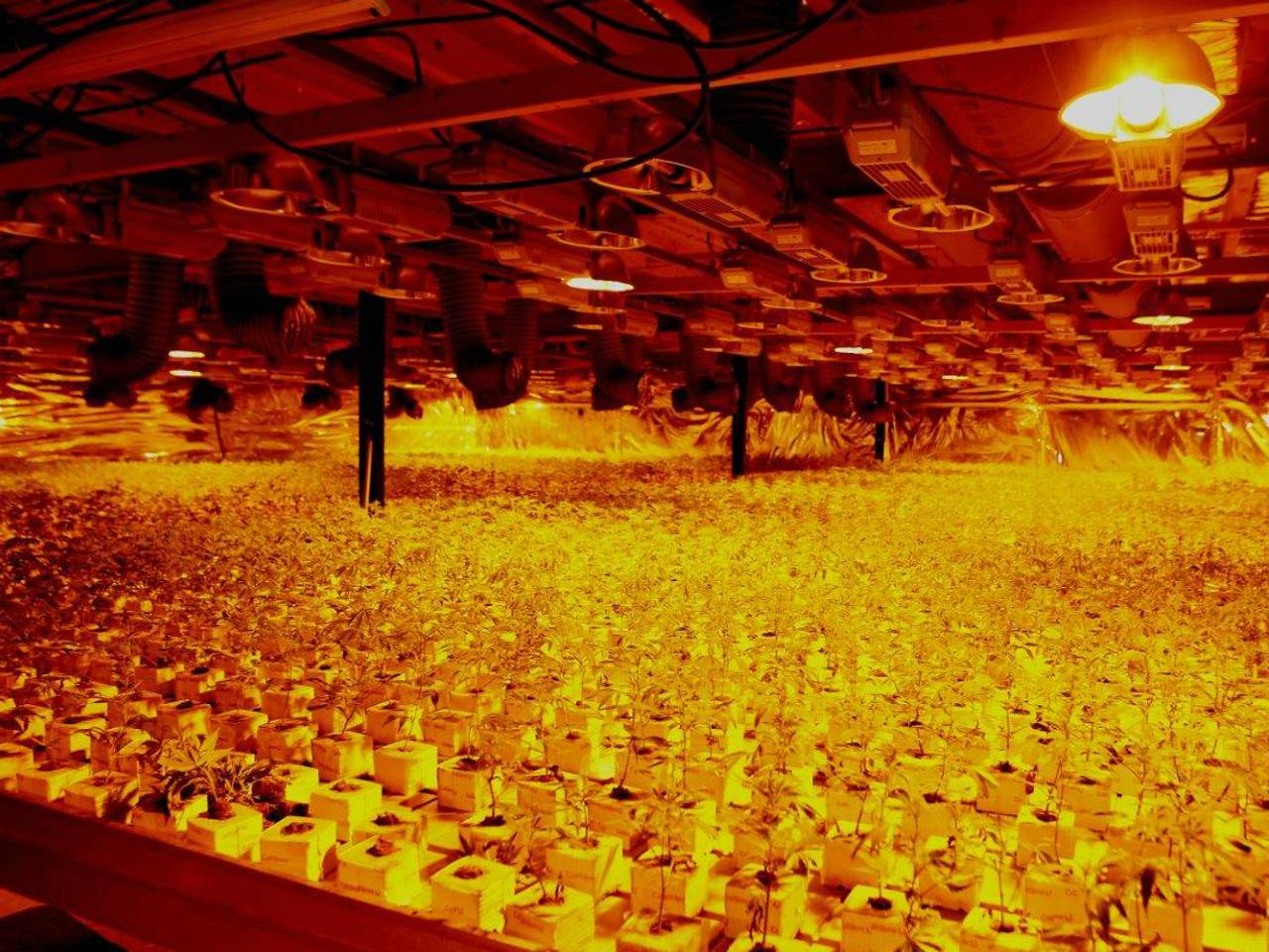 In de kwekerij stonden 33.000 planten (foto: Bart Meesters)