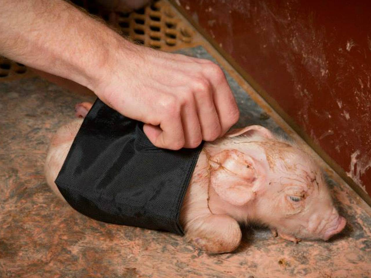 Biggetjes zitten er warm bij dankzij biggenband