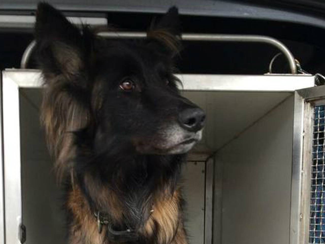 Speurhond van de politie vond de dader snel (foto: Twitter/Politie Cranendonck).