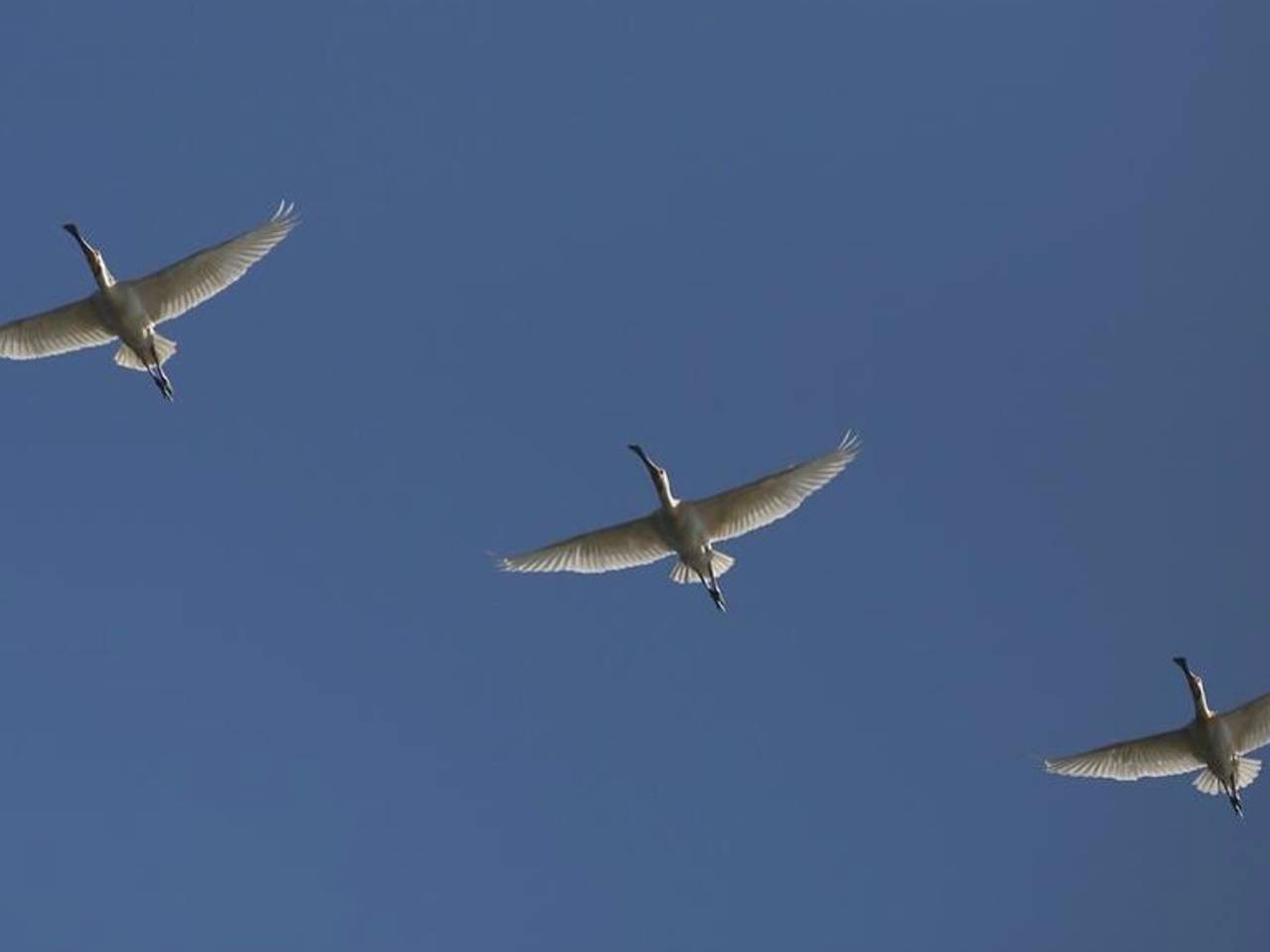 Lepelaars bij het Markiezaatsmeer. (foto: Erik de Jonge)