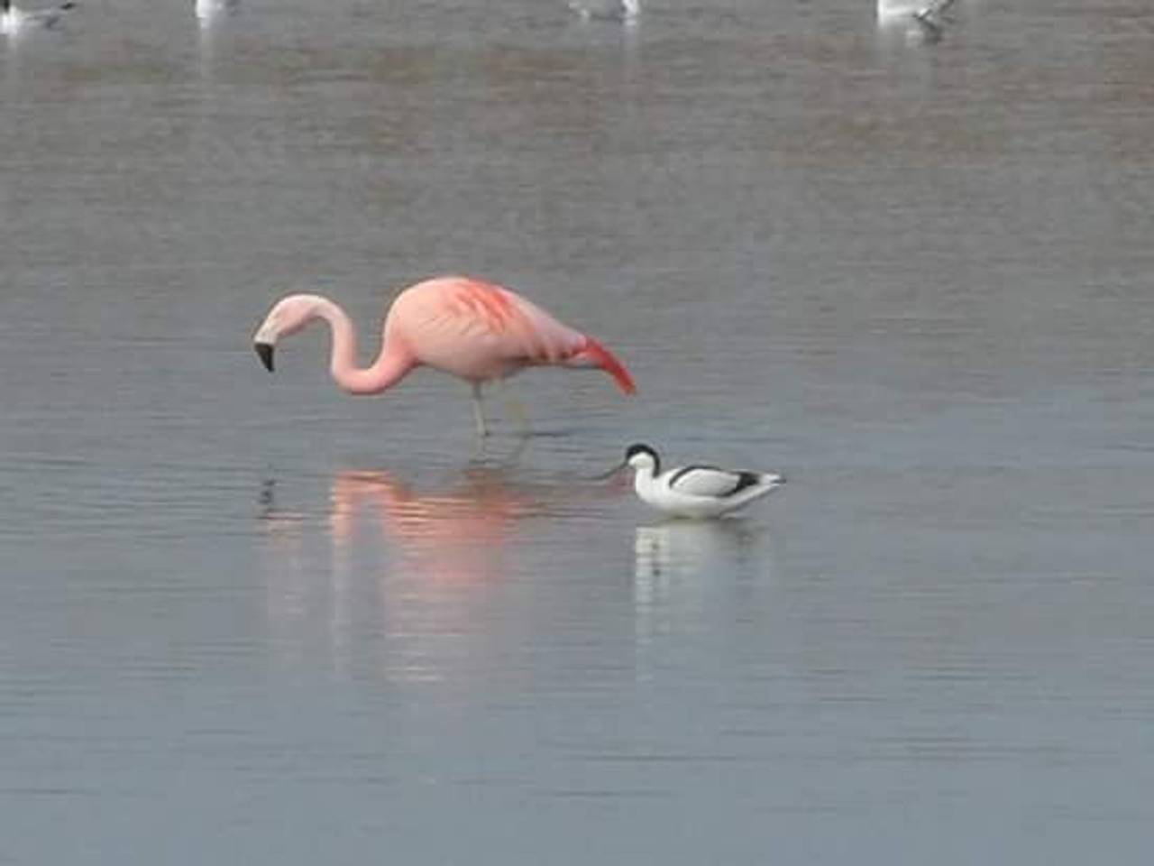 Vol verbazing wordt de flamingo in Rosmalen bekeken