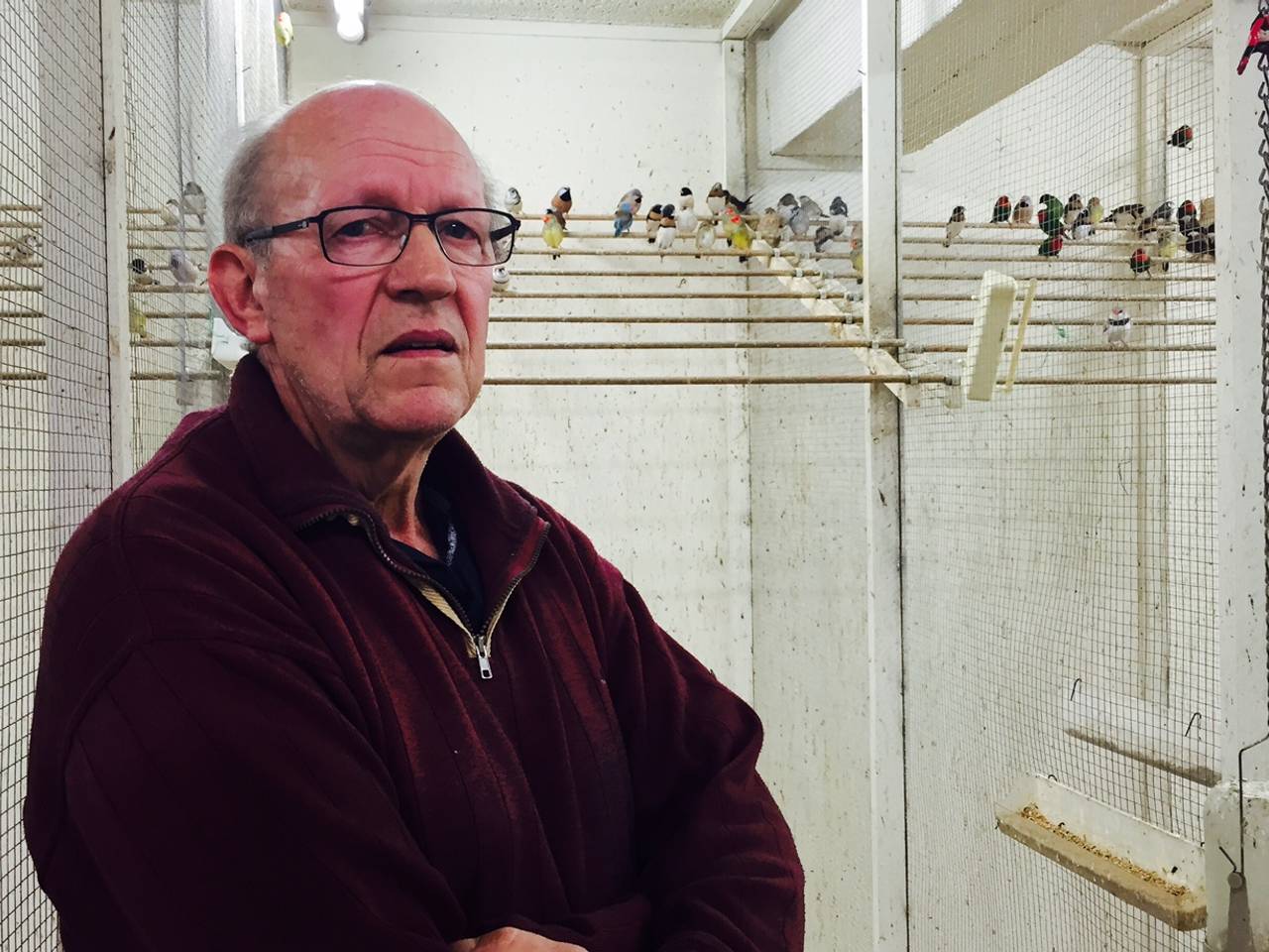 Vogelkweker Peter van Dijk: 'Dit is een nachtmerrie'