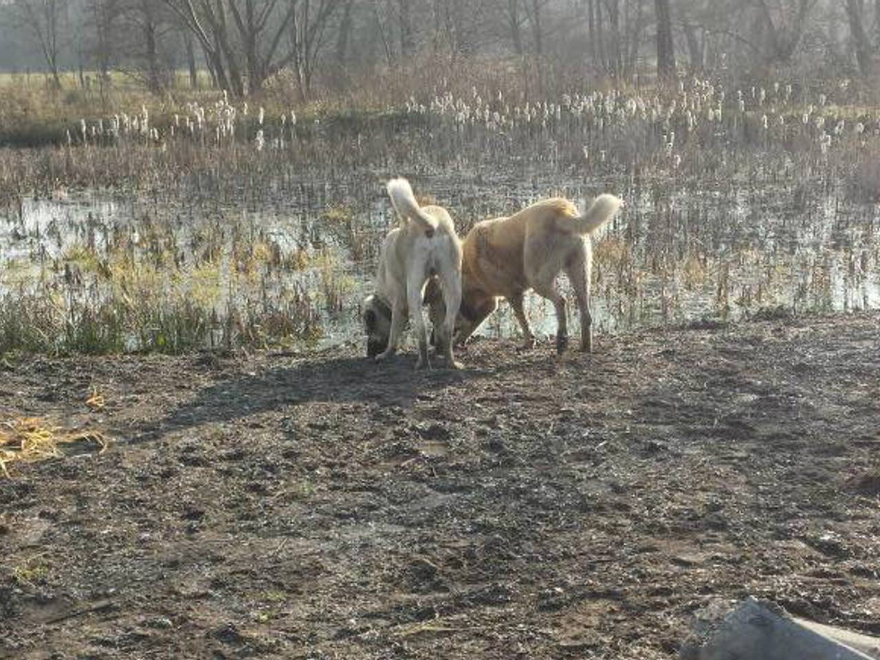 De ontsnapte 'pony's' (Foto: politie Heeze / Twitter)
