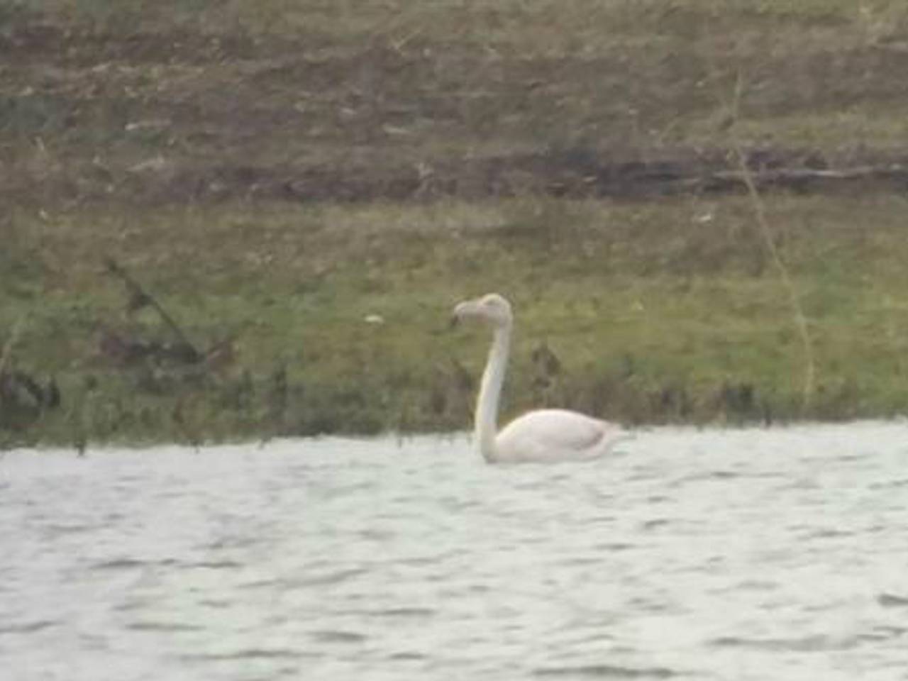 De nieuwkomer in de Biesbosch (foto: Joey Braat)