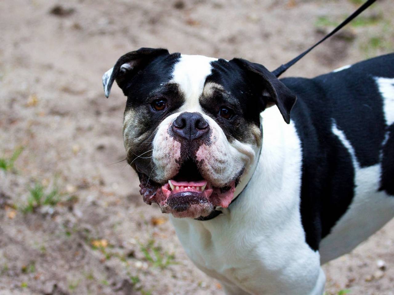 Een Amerikaanse buldog (Foto: Flickr Maaike van de Maden)