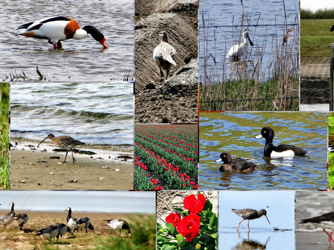 Omroep Brabant