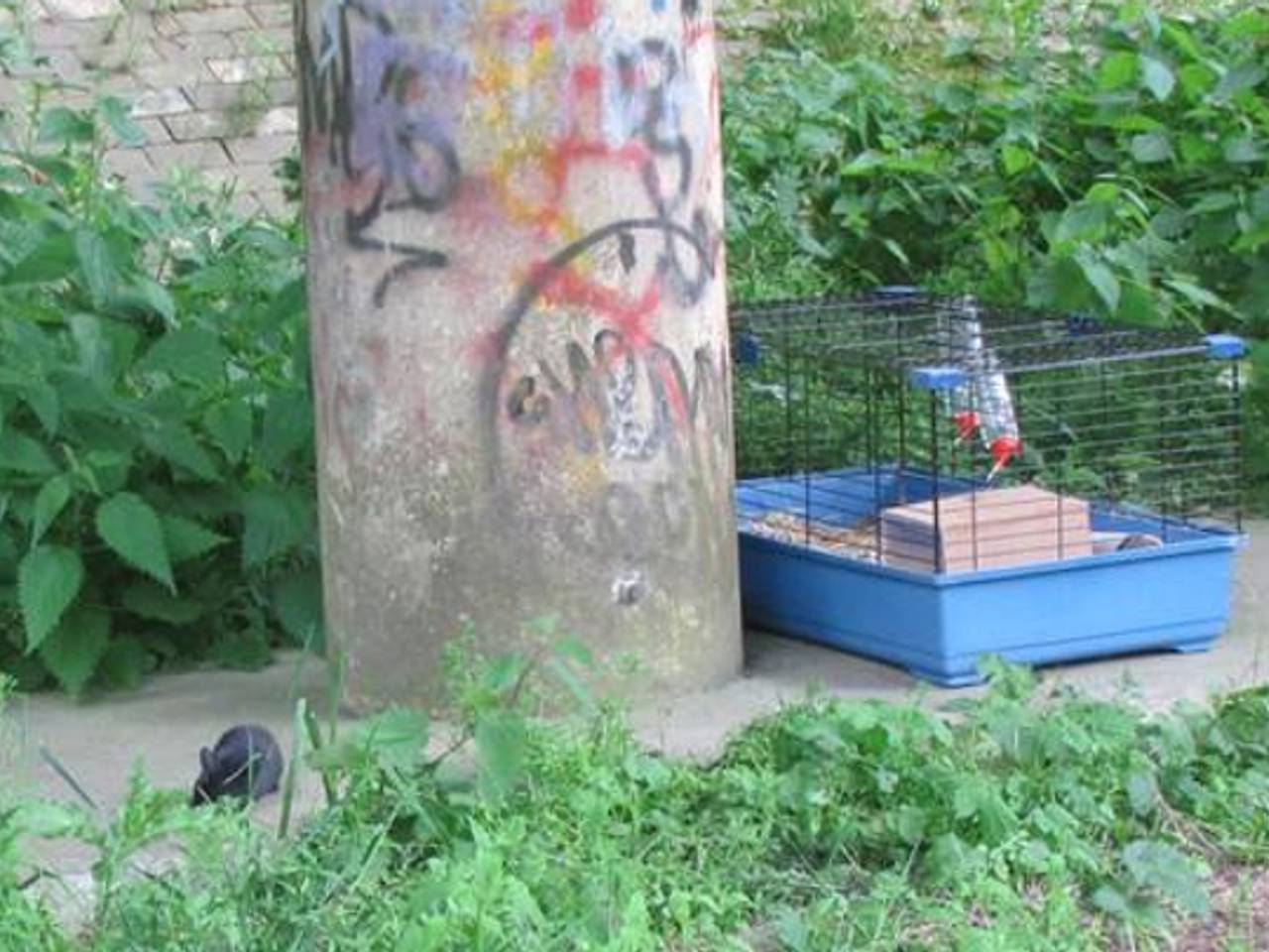 Konijntje met kooi achtergelaten (foto: Sjaak Smits / Twitter)