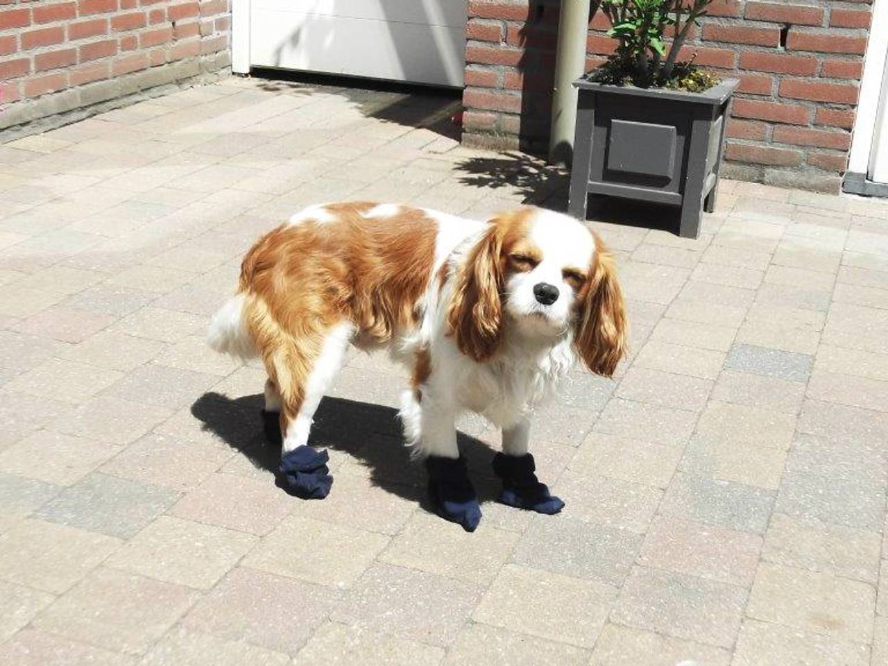 Sokken tegen de warme tegels (Foto: Betsie Sanders)