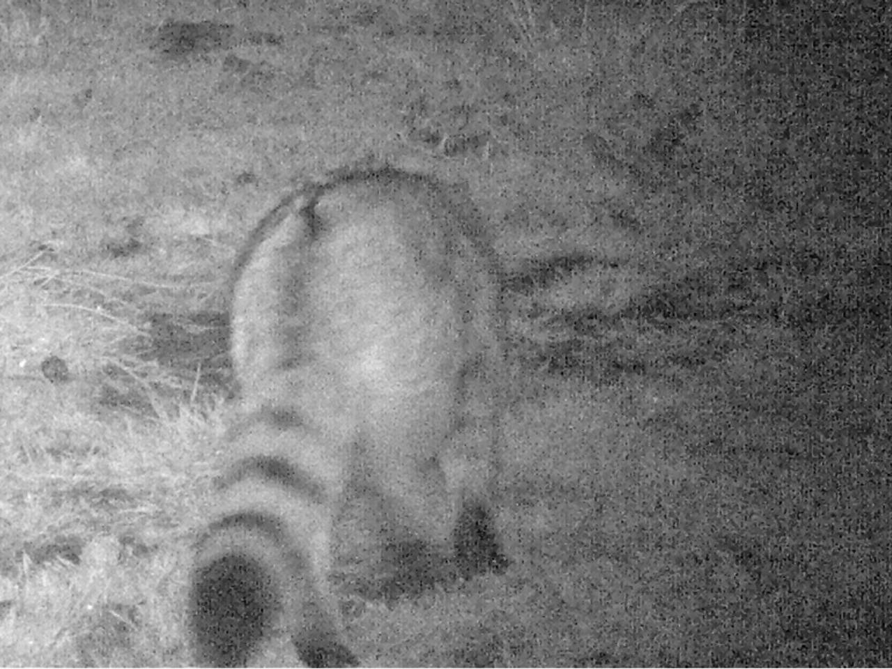 Wilde kat terug in Brabant, dier gespot op de Strabrechtse Heide