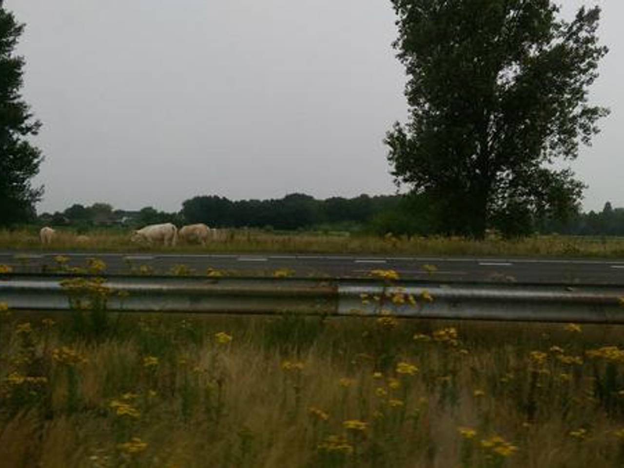 Foto: Twitter @RoemerRuel