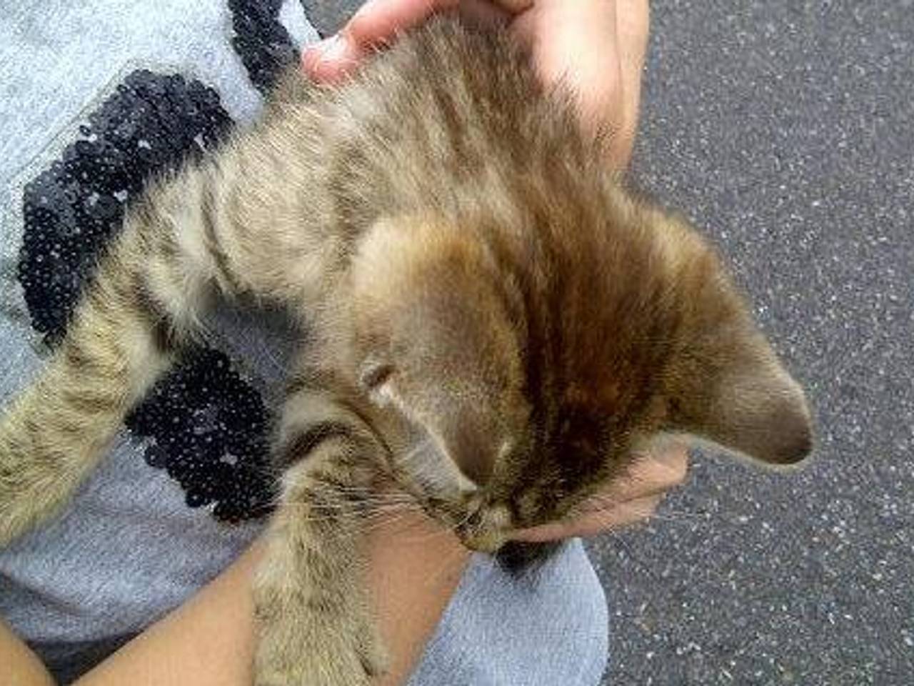 Kitten op grove wijze gedumpt (foto: wijkagent Melters)