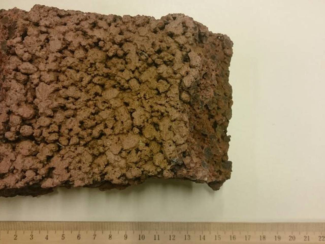 Foto: Team Surveillance Honden Oost-Brabant