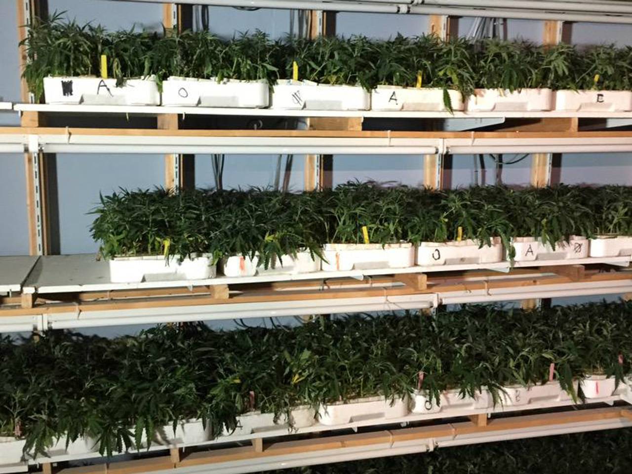 Grote hennepstekkerij met zeker 11.000 wietplantjes ontdekt in Roosendaal  